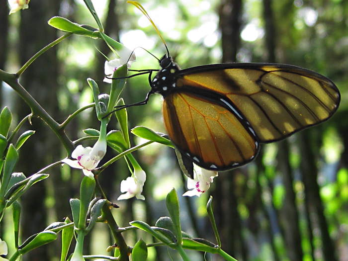 Papillon - Guatemala